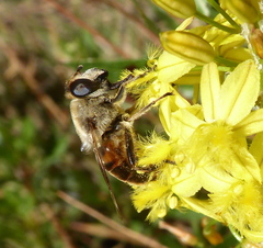 Eristalis tenax