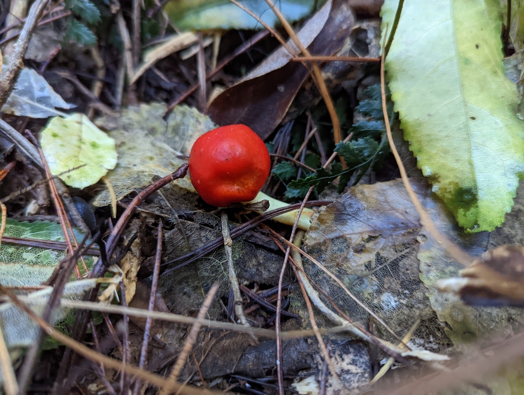 Leratiomyces erythrocephalus · May 2025 · photo: © eosthusiast (iNaturalist, cc-by)