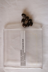 Matayba elaeagnoides