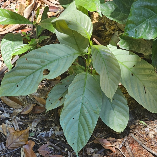Nauclea officinalis observed 2025-05-17