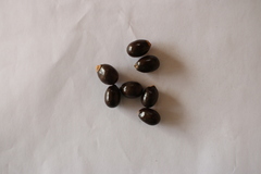 Matayba elaeagnoides