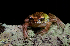 Pseudophilautus microtympanum