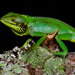 Black-cheek Lizard - Photo (c) John Sullivan, some rights reserved (CC BY-NC), uploaded by John Sullivan