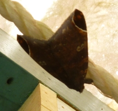 Bastilla serratilinea