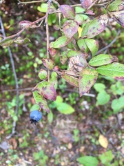 Vaccinium myrtilloides image