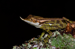 Mountain Horned Agama photo 2
