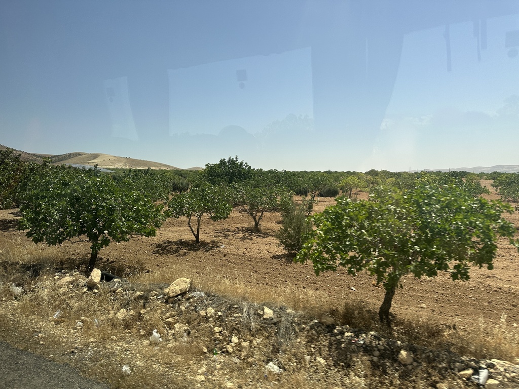 Pistacia vera