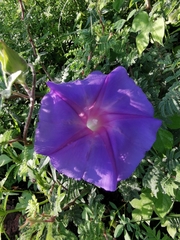 Ipomoea pubescens