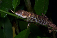 Mountain Horned Agama photo 3