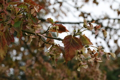 Acer capillipes
