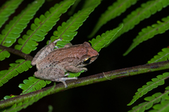 Pseudophilautus microtympanum