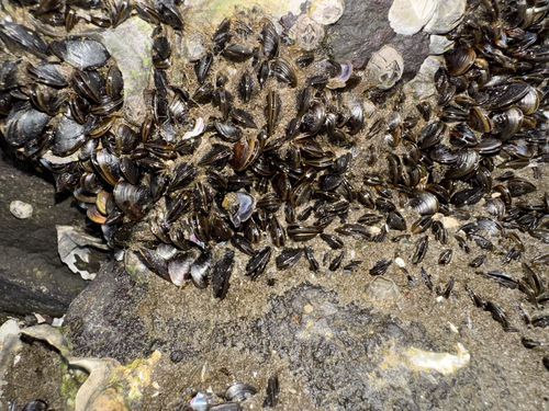 Vignadula atrata