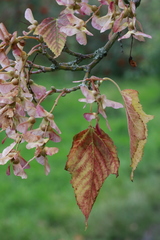 Acer capillipes