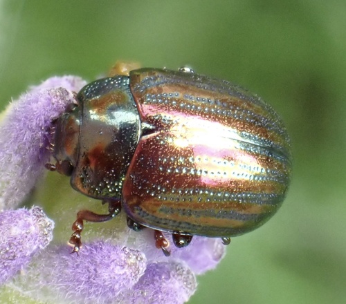 Rosemary Beetle, Graafland, Groot-Ammers, South Holland, NL, photo 7 of 10