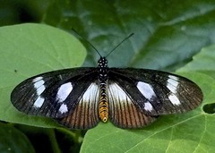 Acraea lycoa