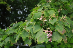 Acer capillipes