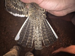 Square-Tailed Nightjar photo 4