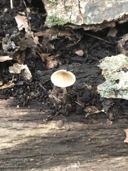 Baeospora