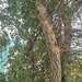 Acacia erythrantha