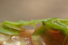 Lemna minuta