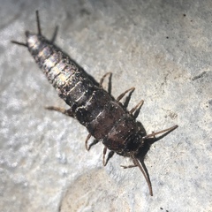 Allacrotelsa spinulata