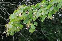 Acer capillipes