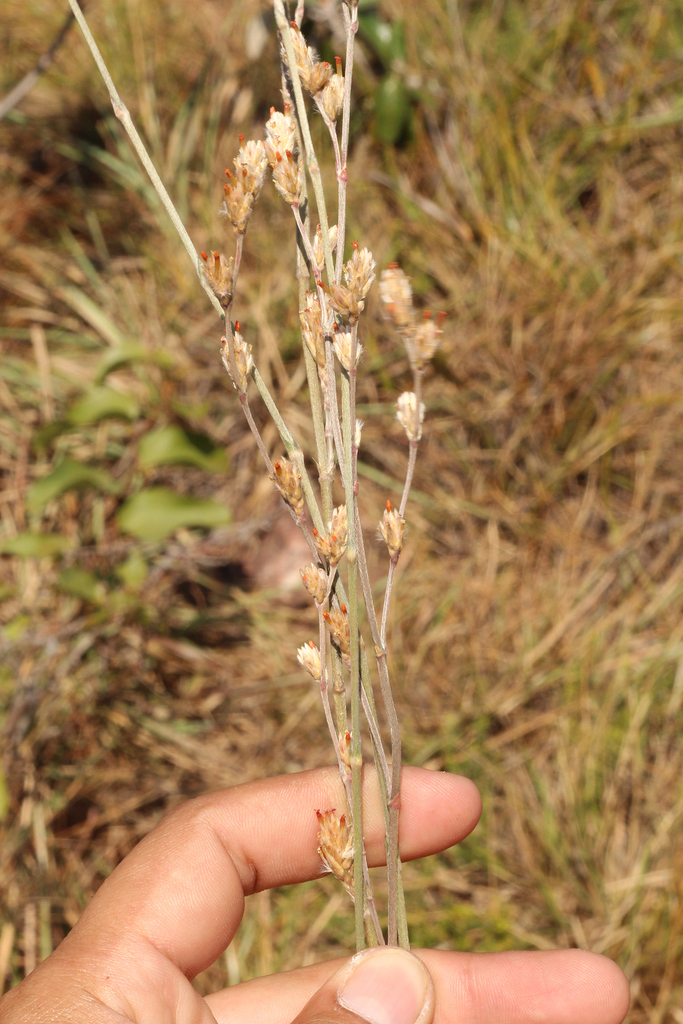 Gomphrena virgata