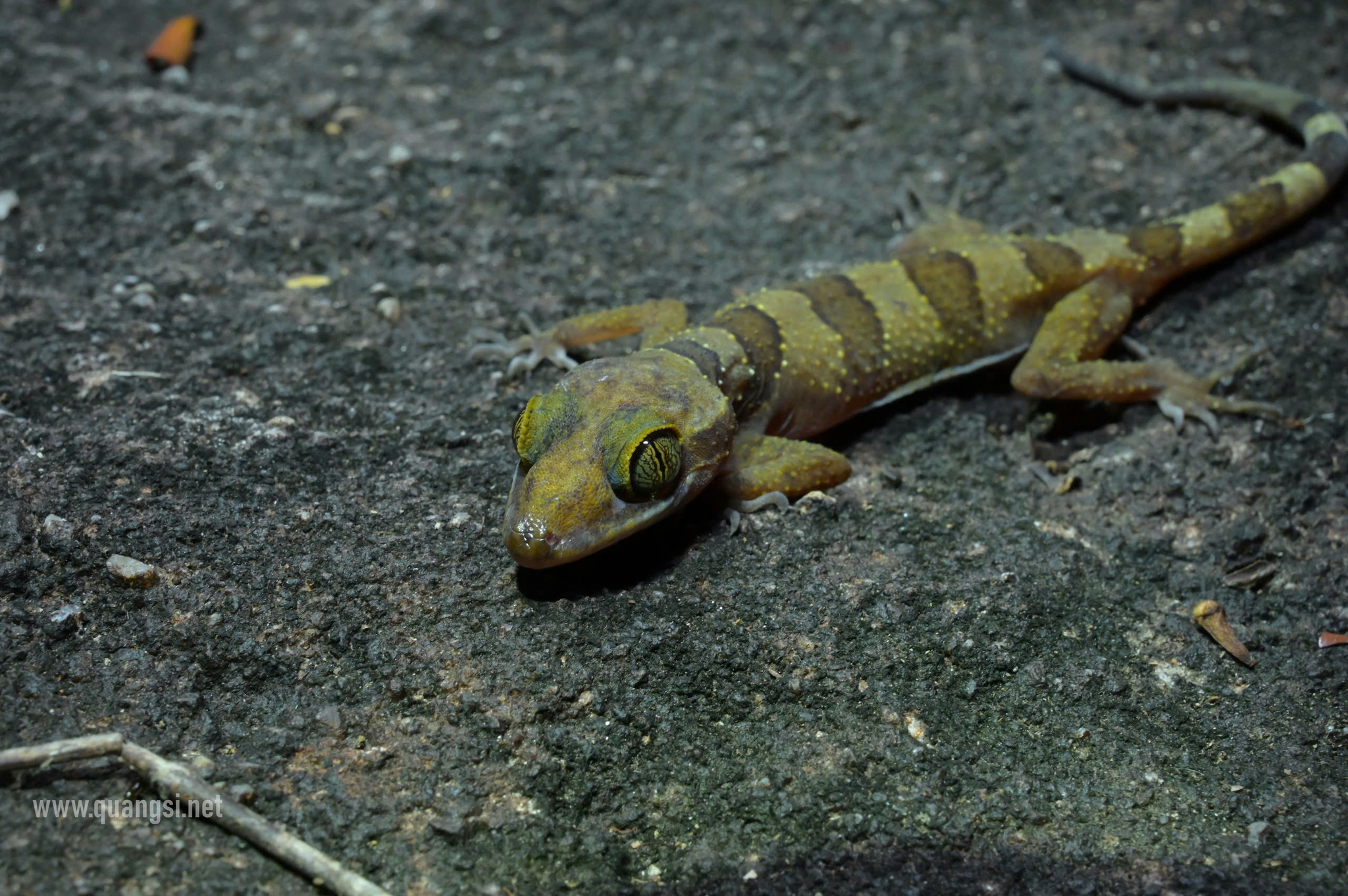 The Phu Quoc Bent-Toed Gecko photo 2