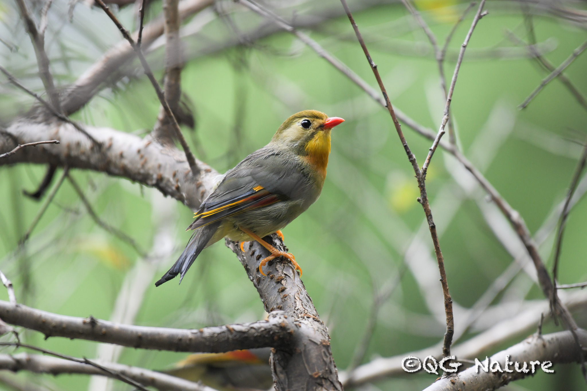 Red-billed Leiothrix