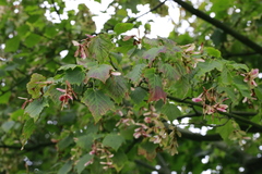 Acer capillipes