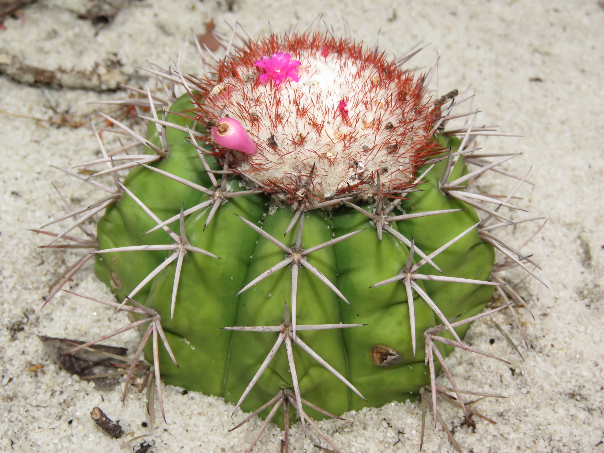 Melocactus violaceus ssp. violaceus