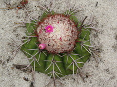 Melocactus violaceus violaceus