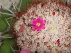 Melocactus violaceus violaceus