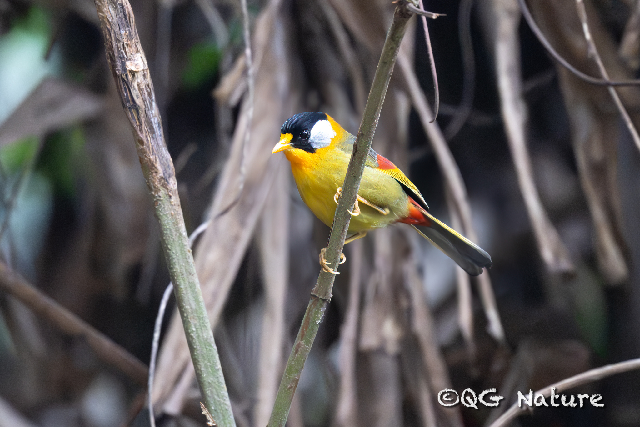 Silver-eared Mesia