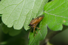 Elasmucha ferrugata