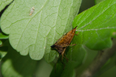 Elasmucha ferrugata