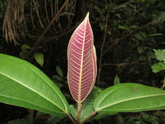 Miconia calvescens