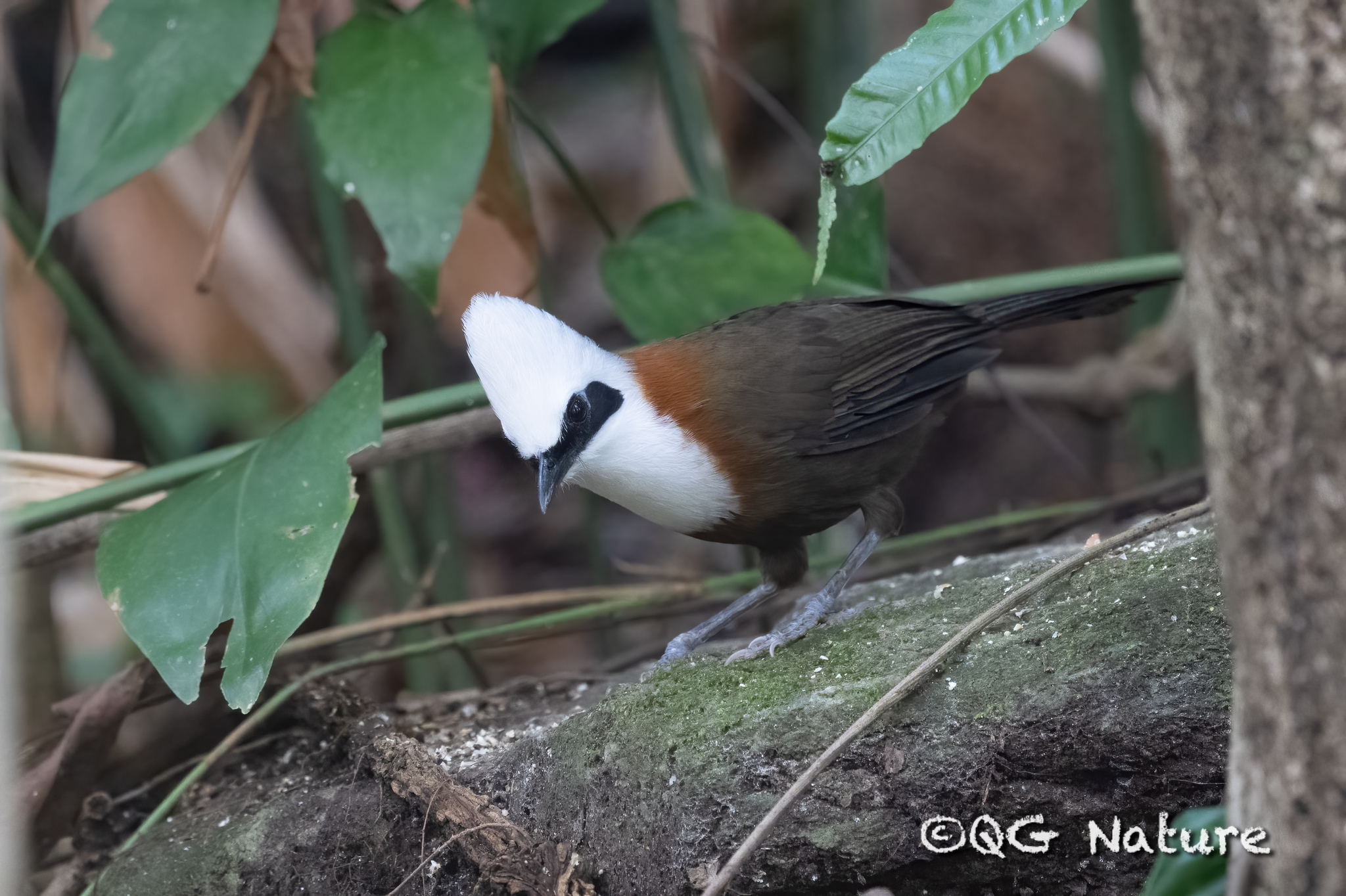 White-crested Laughingthrush
