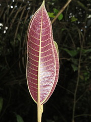 Miconia calvescens