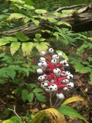 Actaea pachypoda