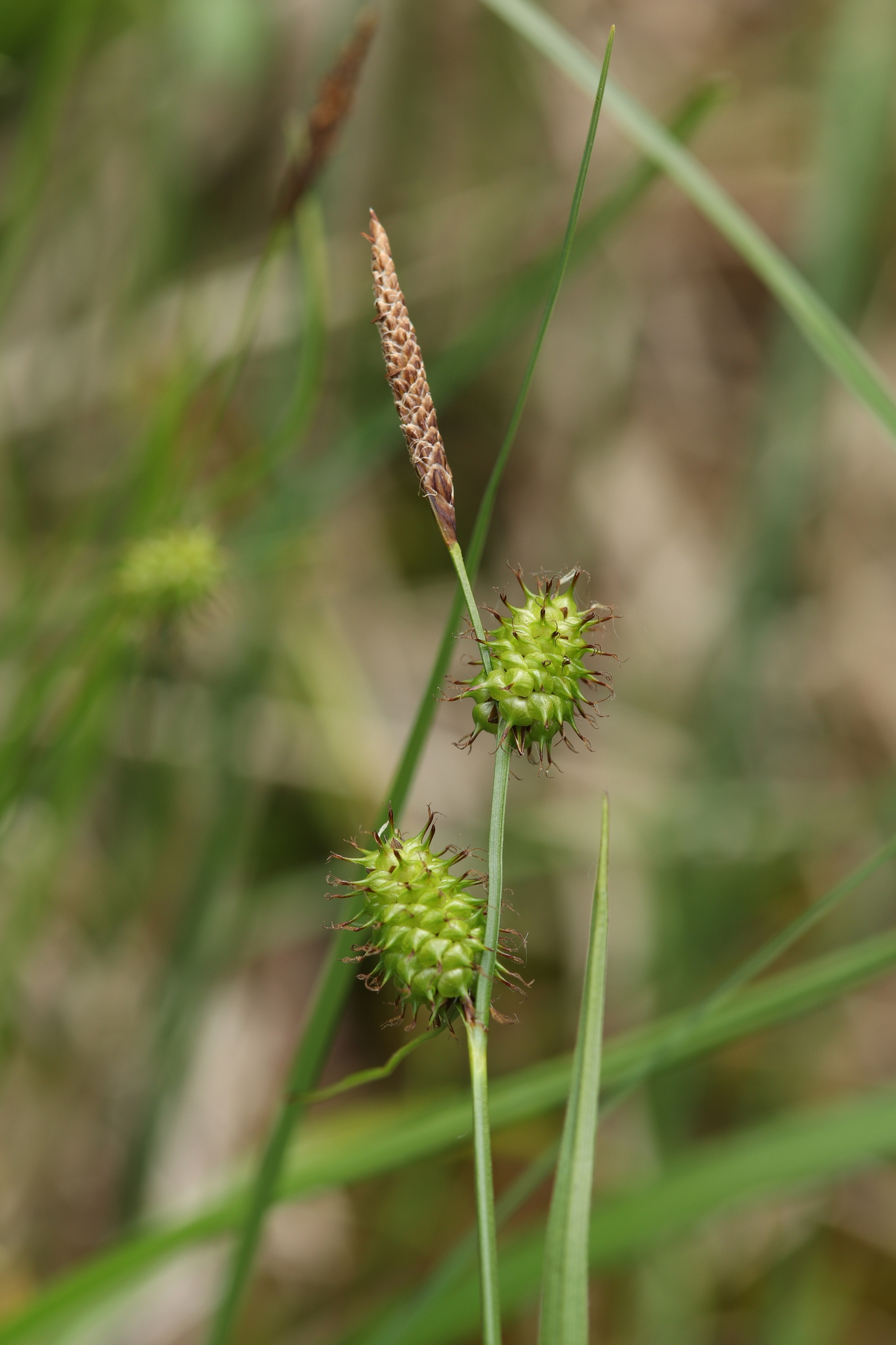 Carex lepidocarpa