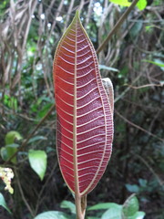 Miconia calvescens