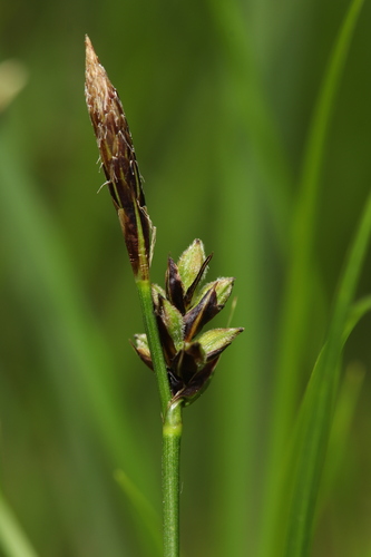 Carex montana L.