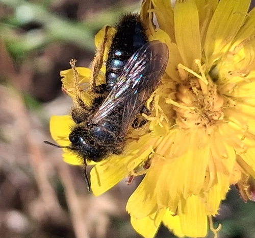 Foto von Große Zottelbiene