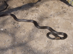 Masticophis fuliginosus