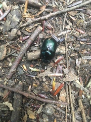 Geotrupes splendidus