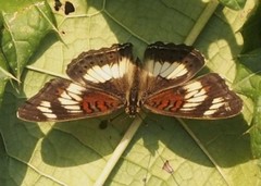 Junonia sophia