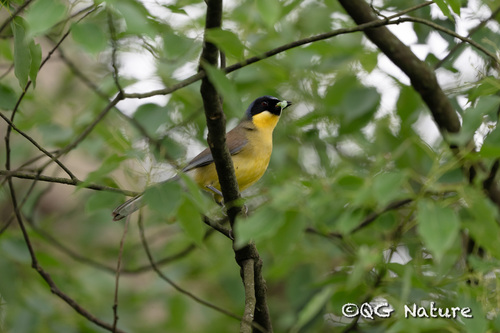 Blue-crowned Laughingthrush (Pterorhinus courtoisi), photo 4