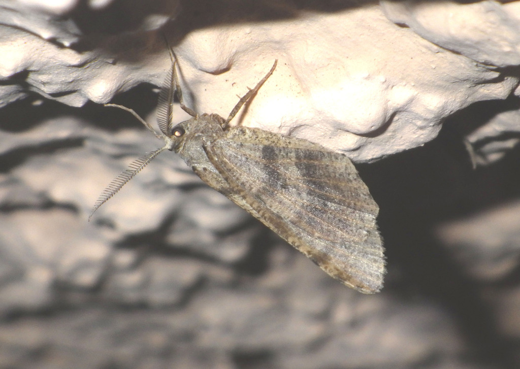 Isturgia spodiaria
