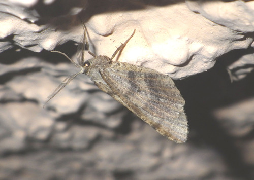 Isturgia spodiaria